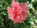 Hibiscus Double pink